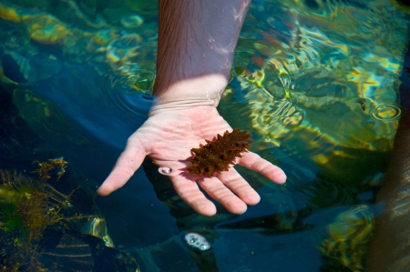 trepang on a man`s hand over the seaの写真素材