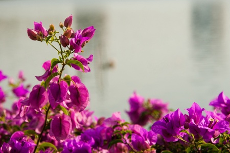 flowering bush in a park in Bangkokの写真素材