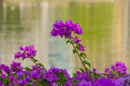 flowering bush in a park in Bangkokの写真素材