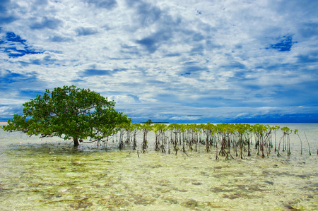 beautiful mangrove tree growing in the seaの写真素材