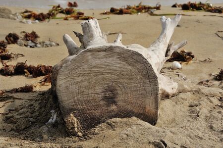 white, salty, old log saw on the beachの写真素材