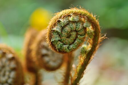 little young hairy branch of fern in springの写真素材