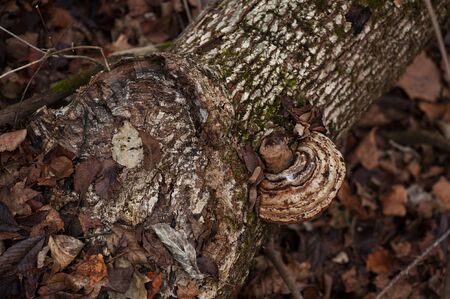 old trunk with mushrooms and autumn leaves