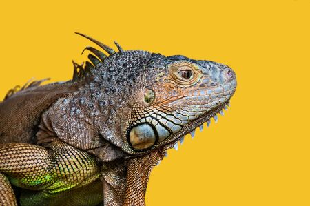 close-up detailed portrait of iguana against yellow background, Malaysia