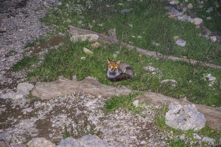 The Avvocata foxの写真素材