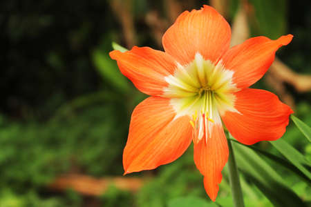 Flowers Hippeastrumの写真素材