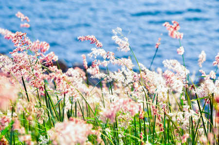 Meadowの写真素材