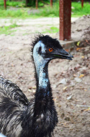 Ostrichの写真素材