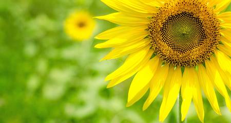 Sunflowerの写真素材