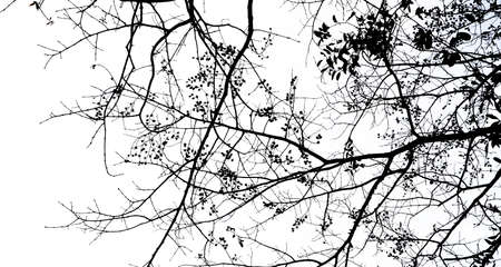 Walking sticks, patternsの写真素材