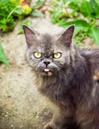 The black catの写真素材