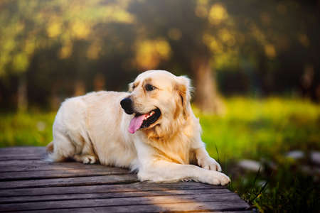 A golden retriever lies on a bridge in the rays of the sunの写真素材