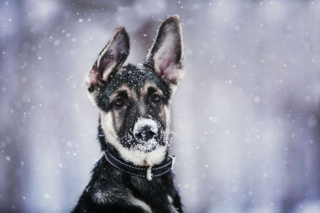 Portrait of a shepherd puppy