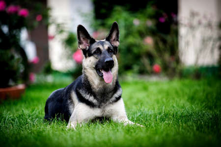 Eastern European Shepherd lies on the grassの写真素材