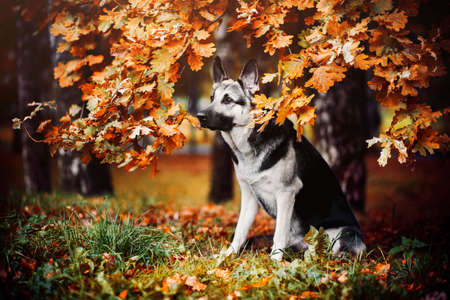 Shepherd in leaves in autumnの写真素材
