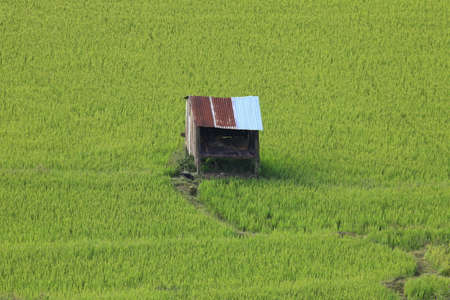 small house in rice fileldの写真素材