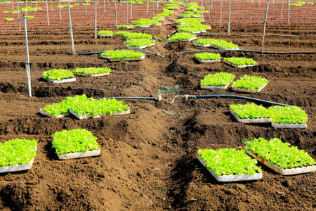 Curly green leaf lettuce plants preparing to cultivate in the fertile