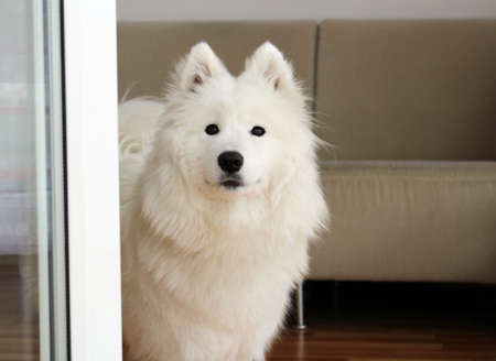 White samoyed puppy dog female looking upの写真素材