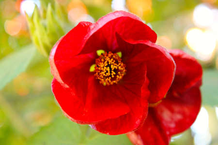 Red Flower background.の写真素材