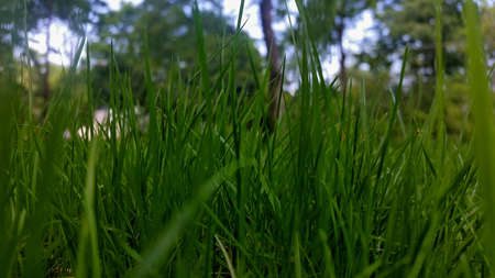 Green grassの素材