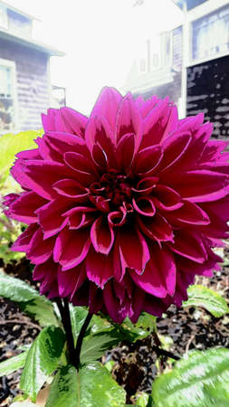 Closeup red flowerの素材