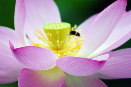 Lotus の写真素材