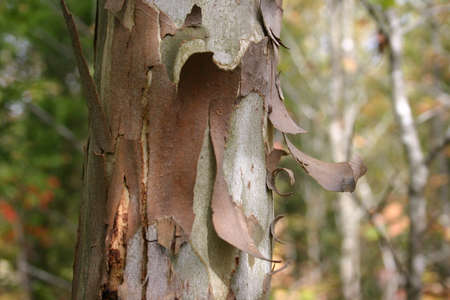 Vertical sycamore tree trunk
