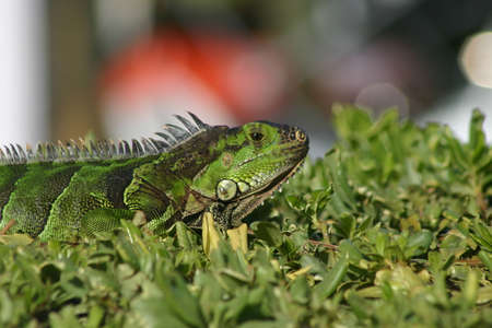 Green Iguana Close-Up Profileの写真素材