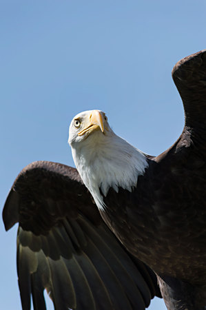 Bald Eagleの写真素材