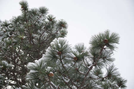 Red Rock Canyon after a fresh snowfallの写真素材