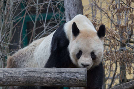 Panda in actionの写真素材