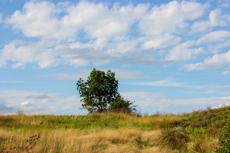 lonely tree on hill with blue skyの写真素材