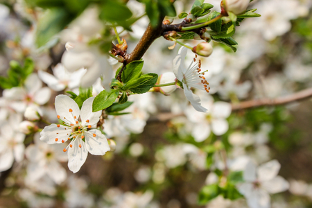 spring blooming flowers close upの写真素材