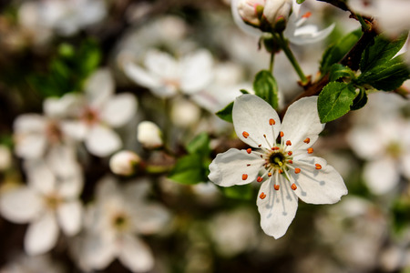 apple tree flower close upの写真素材