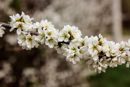 spring blossom apple treeの写真素材