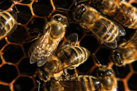 bee working in hiveの写真素材