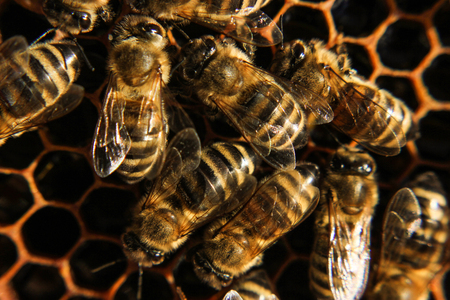 bee in beehive close upの写真素材