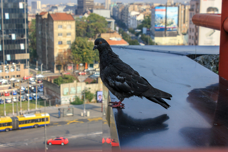 pigeon on roof watching city trafficの写真素材
