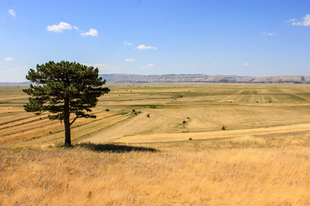 lonely tree on yellow fieldの写真素材