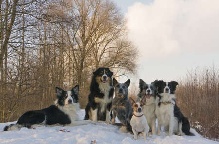 portrait of a group of dogs in the snowの写真素材
