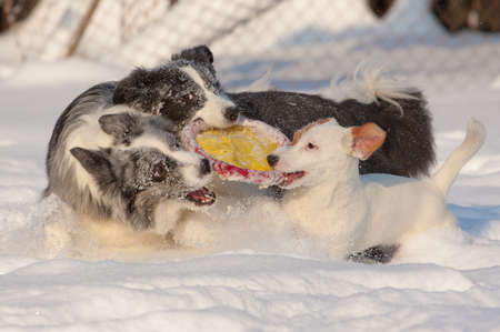 dogs playing with a frisbee in the snowの写真素材