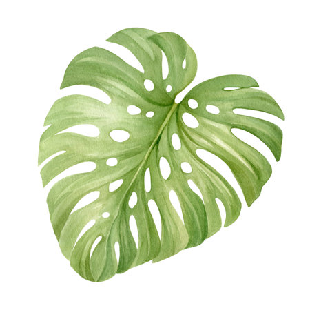 Monstera leaf in botanical style watercolor illustration isolated. Tropical leaf on a white backgroundの写真素材