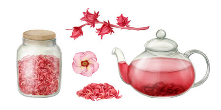 Sudanese rose, hibiscus tea, teapot with drink, jar of tea, branch with fruits set of watercolorの写真素材