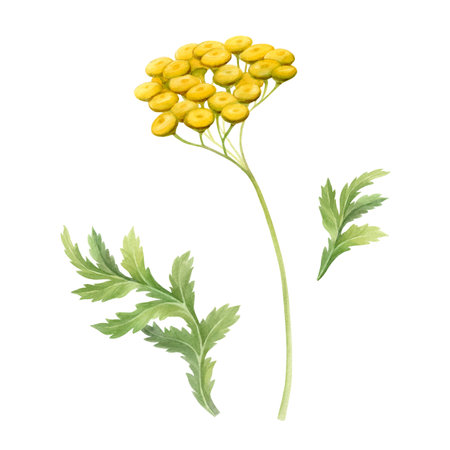 Tansy wildflower watercolor illustration isolated from background. Design of pharmaceutical and cosmetic productsの写真素材