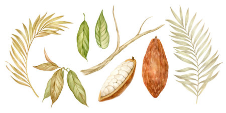 Tropical leaves and cocoa beans - set of watercolor illustrations.の写真素材