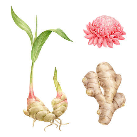 Ginger plant with sprout, leaves and flower - hand drawn watercolor illustration, isolated from...