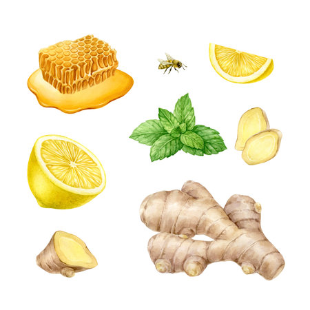 Lemon, honey, ginger and mint Hand-Painted watercolor illustration isolated from background. Vitamin, natural set against colds. Healthy nutrition products for food designの写真素材