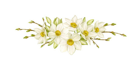 Daffodils or Narcissus in a composition with spring branches with buds Watercolor illustration isolated from background. Arrangement of daffodils for cards, invitations, textiles, brandingの写真素材