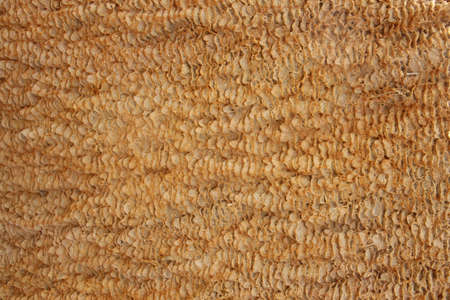 Pattern of a stone in Soort Terrace.のeditorial素材