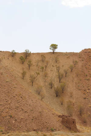 these trees have made a triangle formation that is like some people trying to climb the hill togetherのeditorial素材